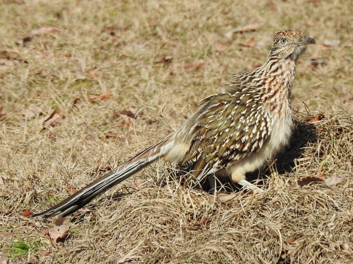 Greater Roadrunner - ML531183481