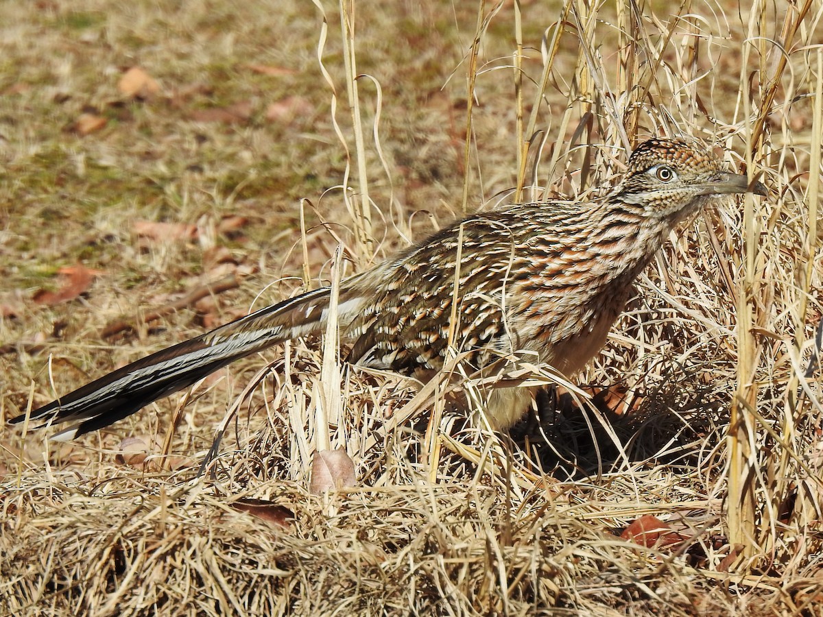 Greater Roadrunner - ML531183531
