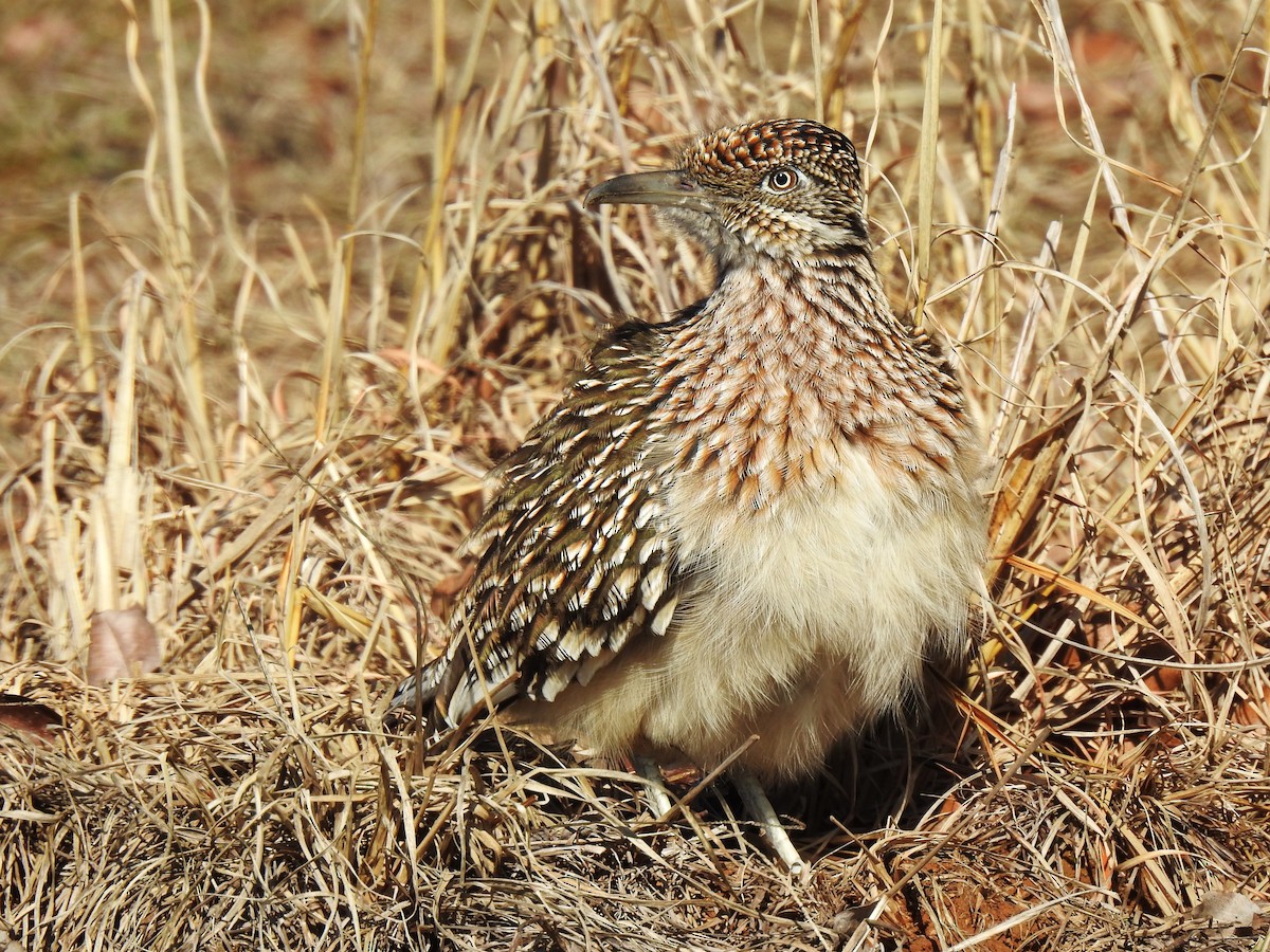 Greater Roadrunner - ML531183611