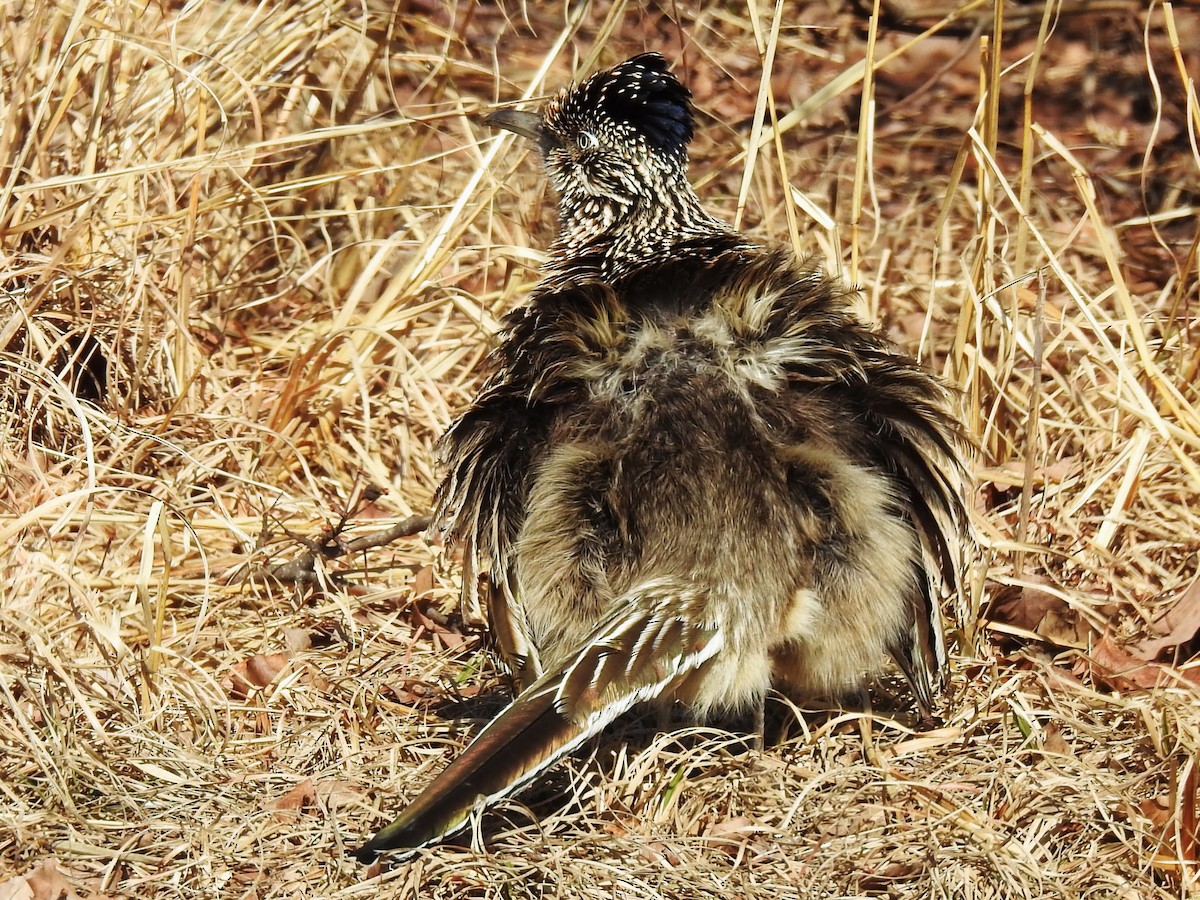 Greater Roadrunner - ML531183721