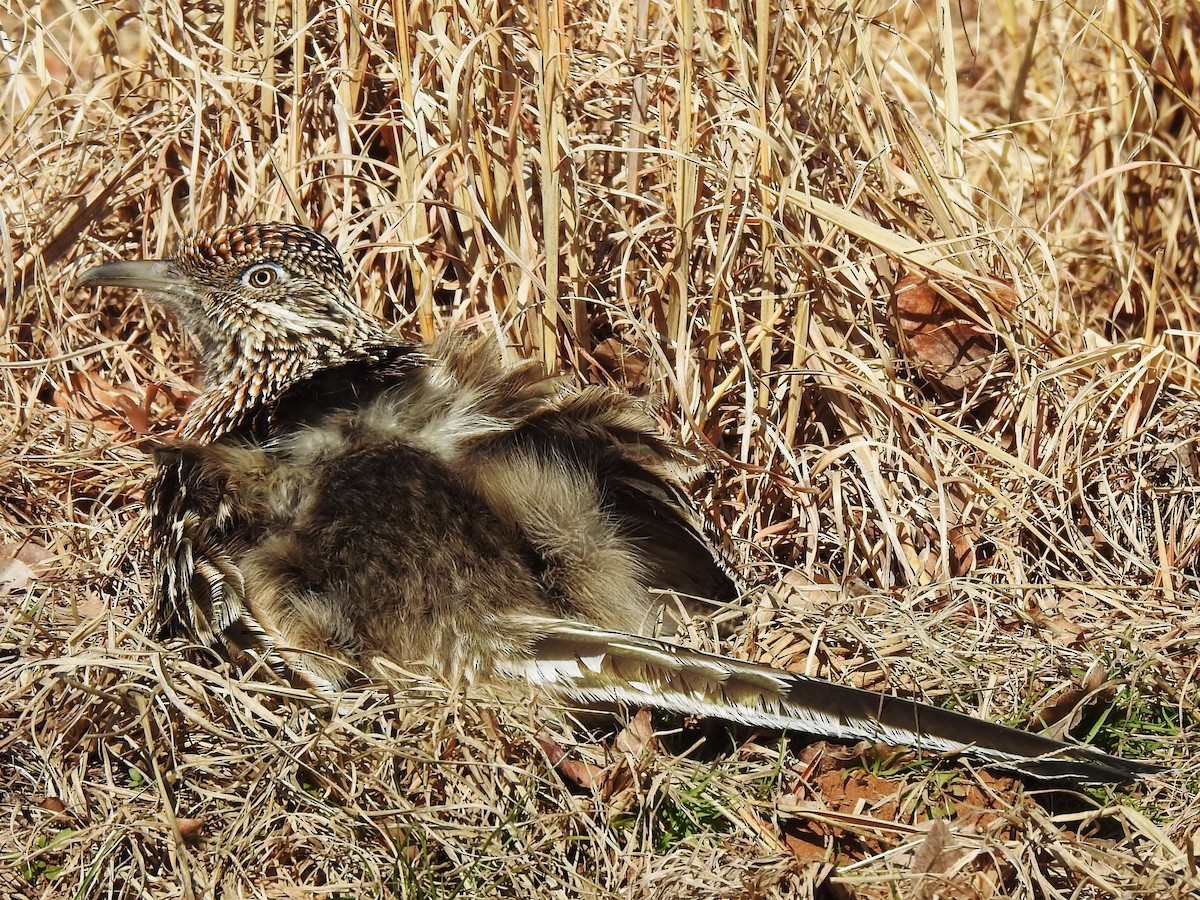 Greater Roadrunner - ML531183761