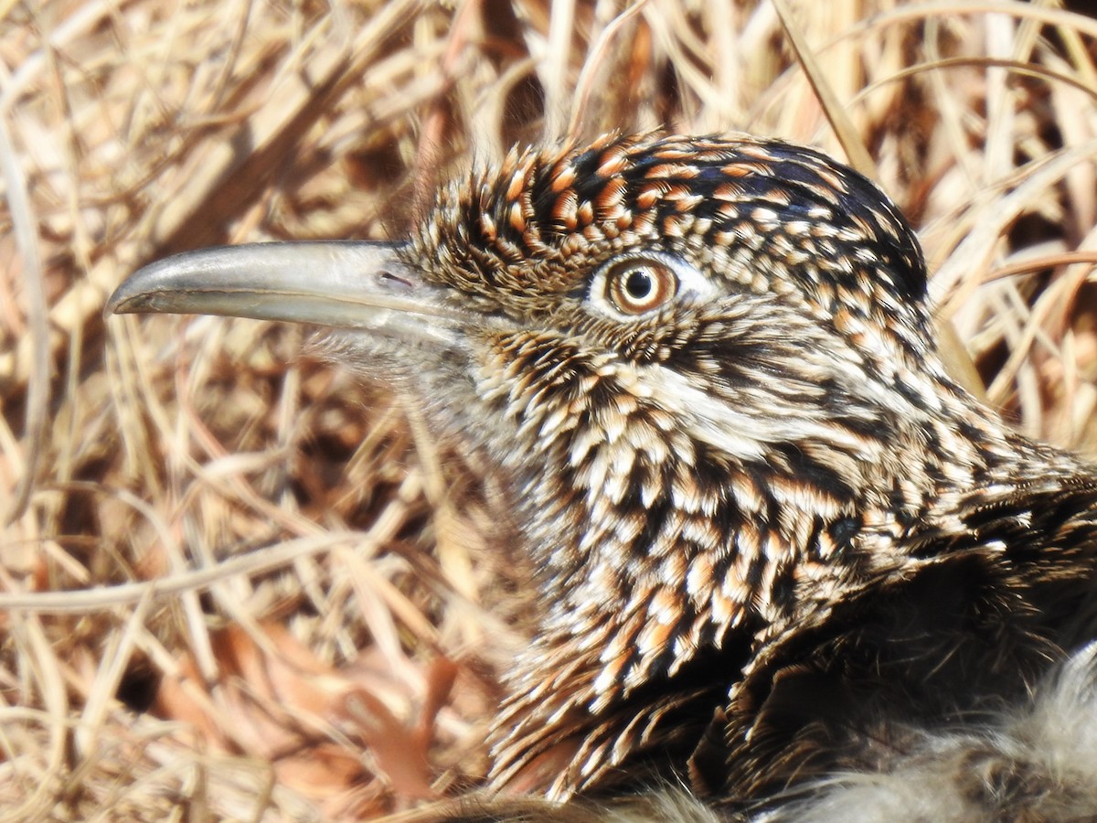 Greater Roadrunner - ML531183801