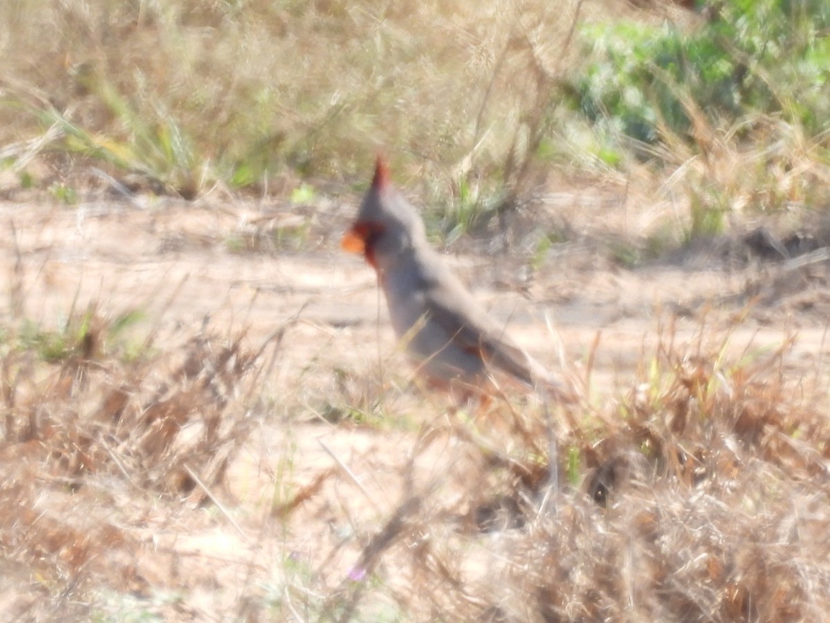Pyrrhuloxia - ML531183821