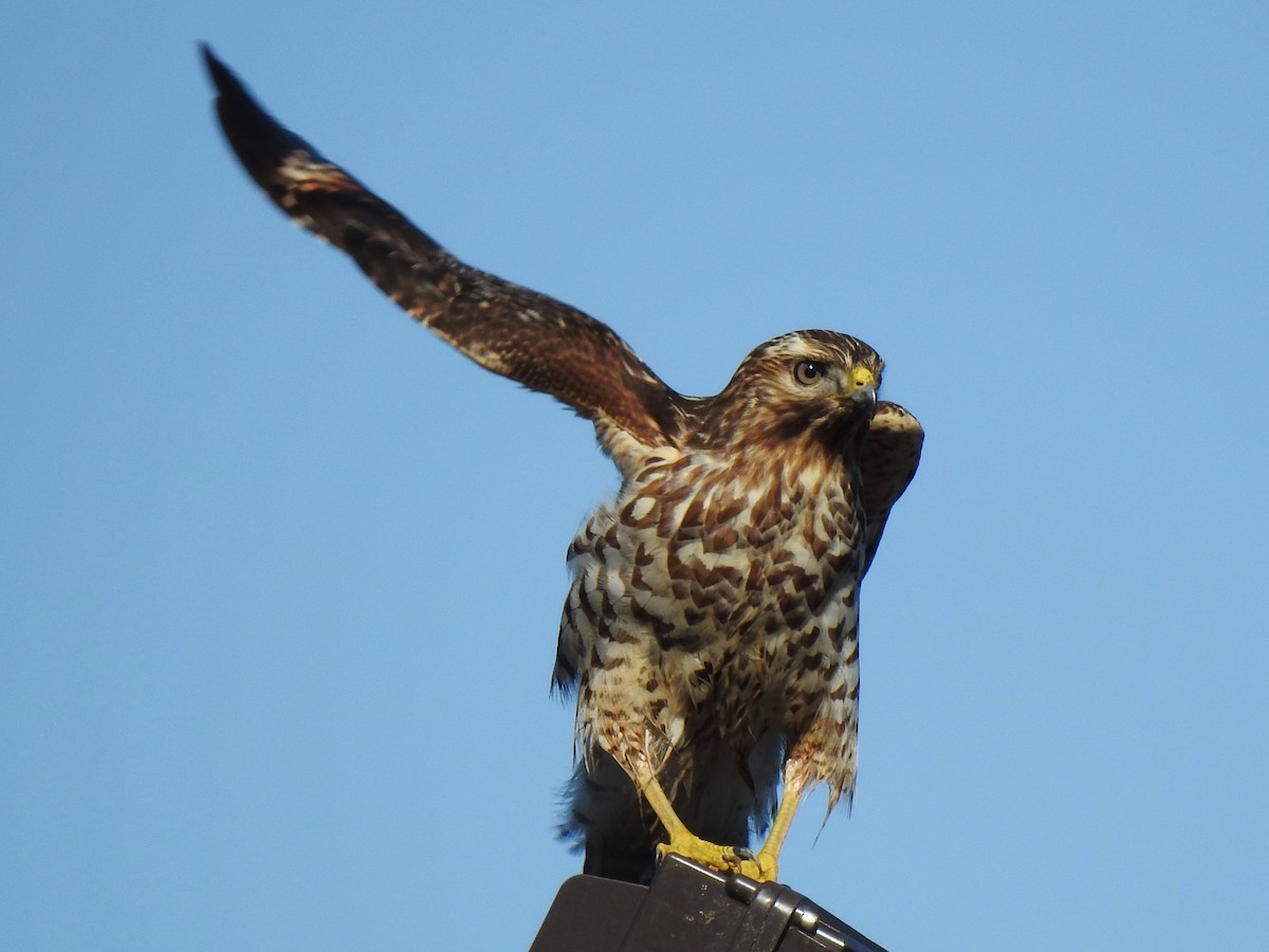 Red-shouldered Hawk - Roger Massey