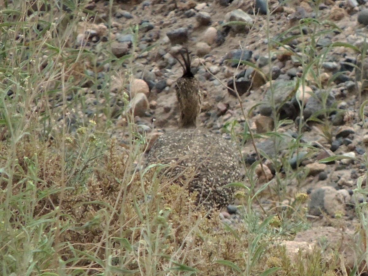 Elegant Crested-Tinamou - Simón Pla García