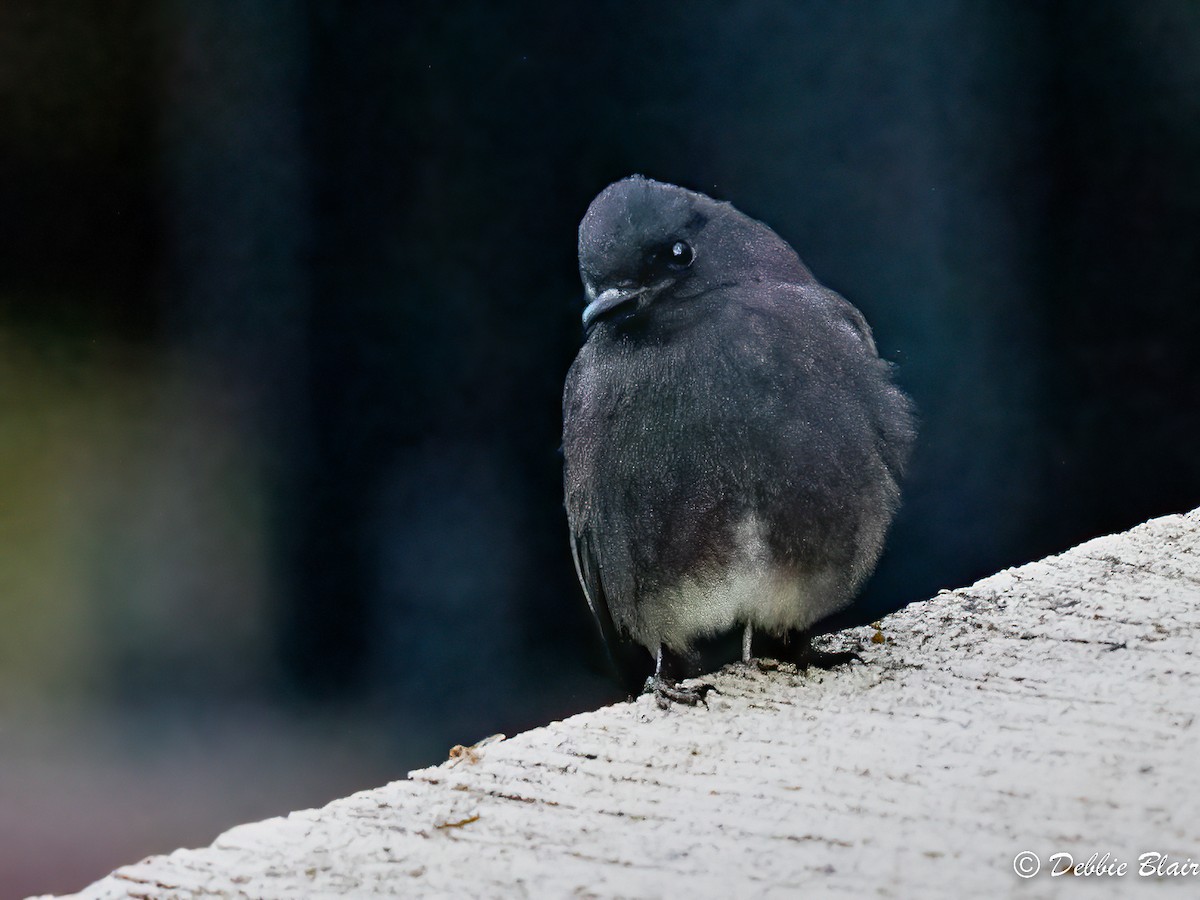 Black Phoebe - ML531184311