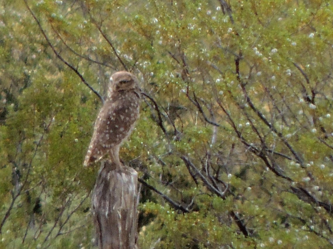 Burrowing Owl - Simón Pla García