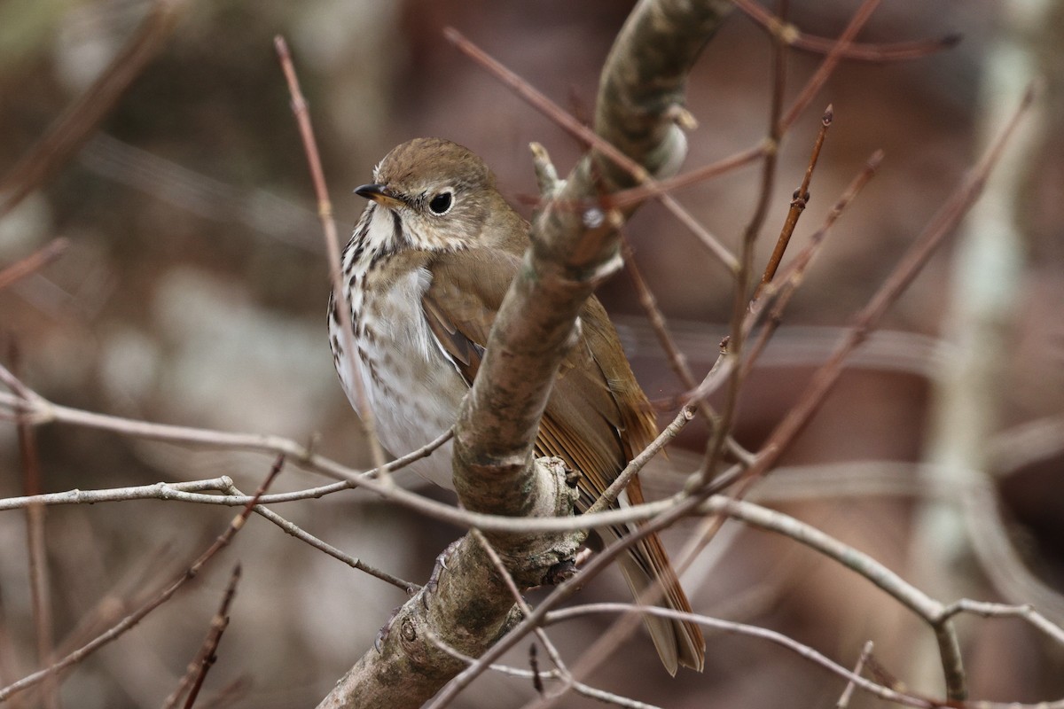 Hermit Thrush - ML531185561