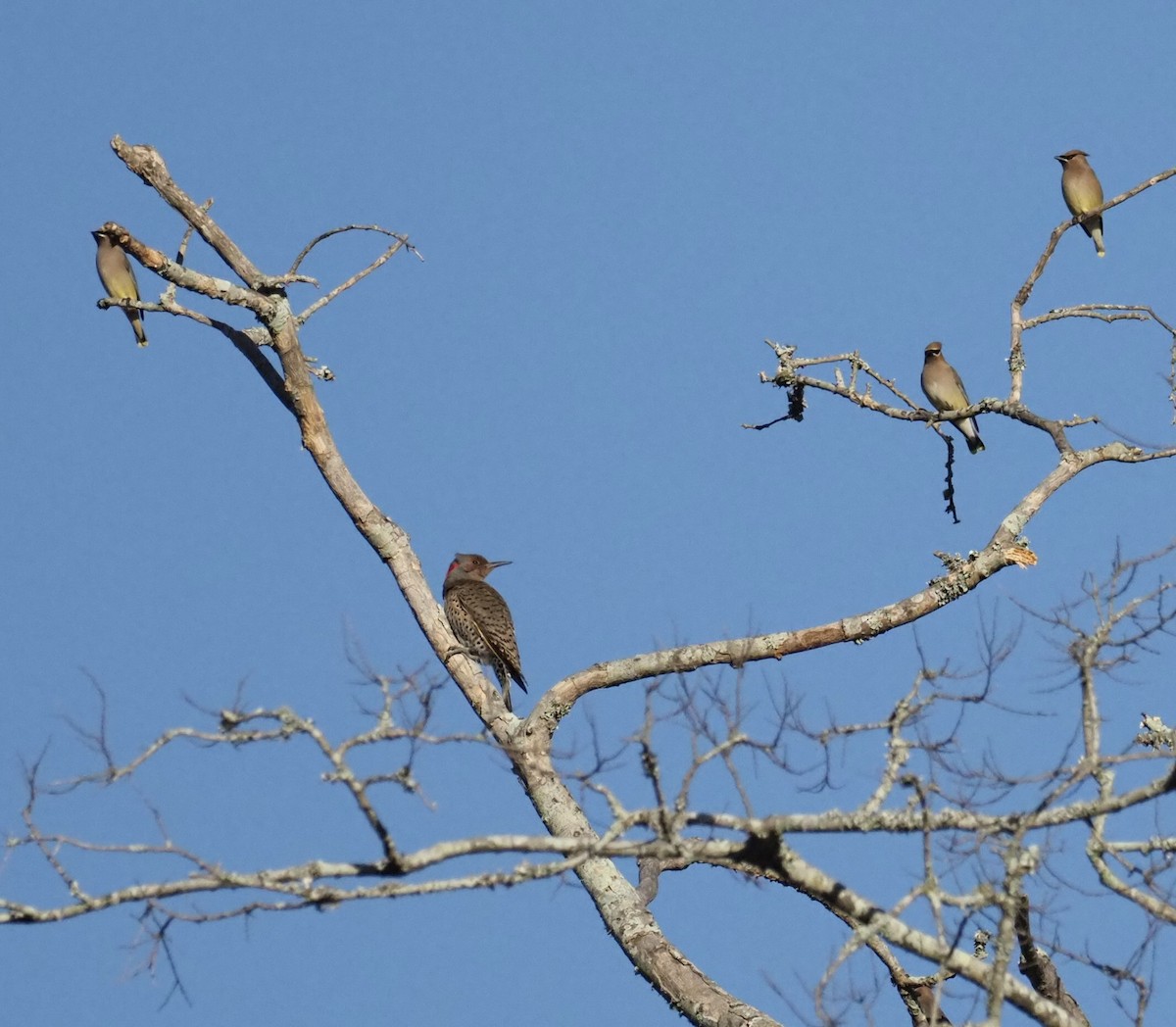 Northern Flicker - Yve Morrell