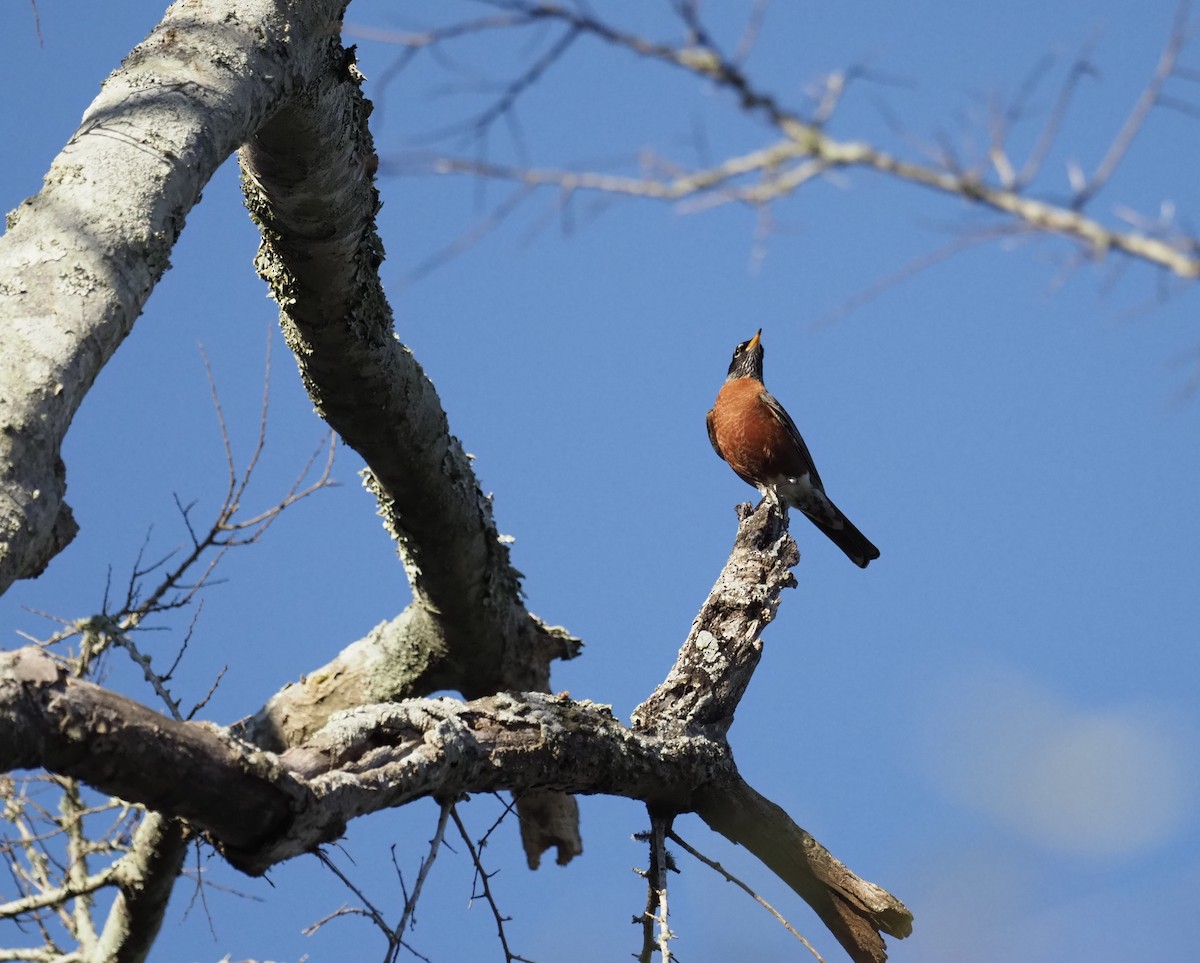 American Robin - ML531187521