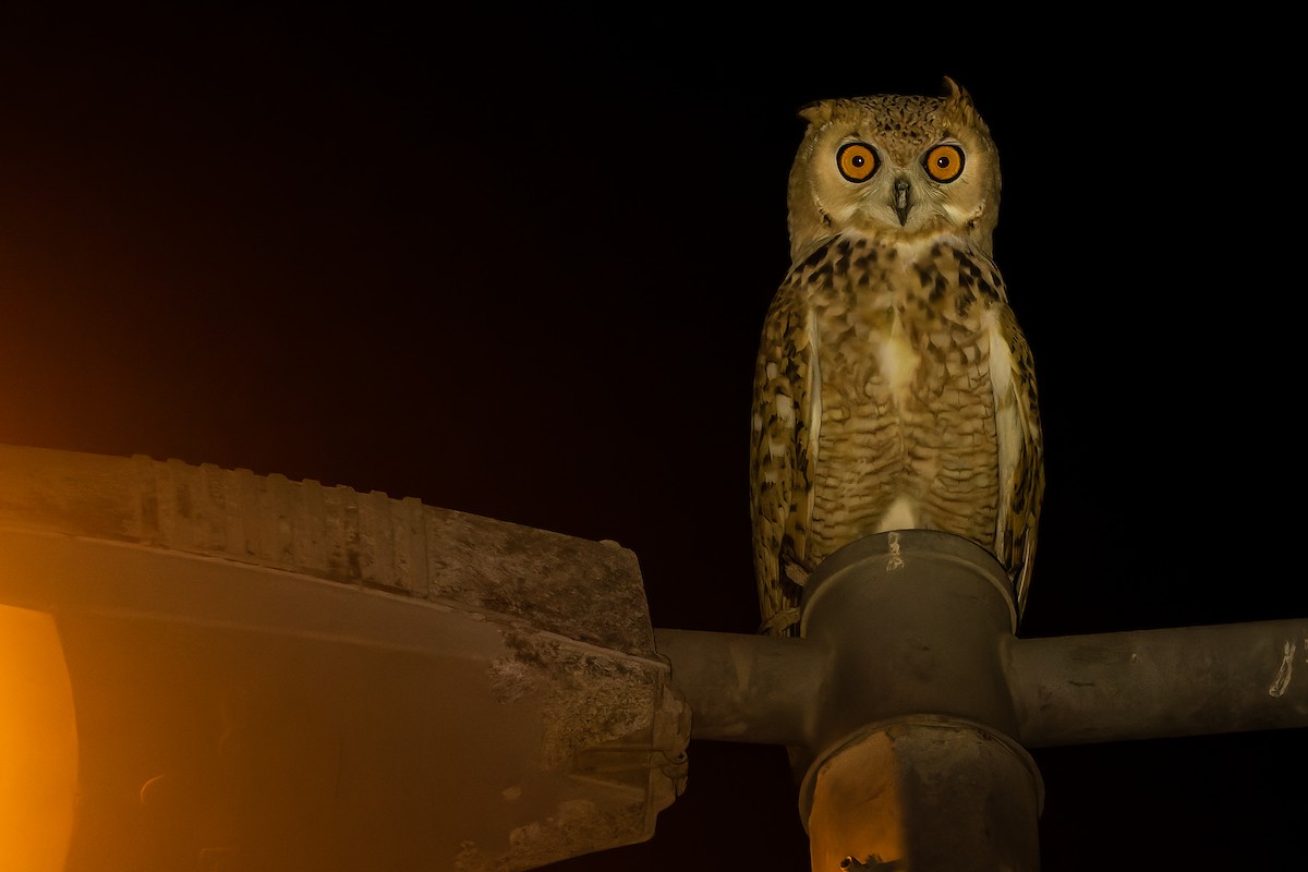 Pharaoh Eagle-Owl (Desert) - ML531187871