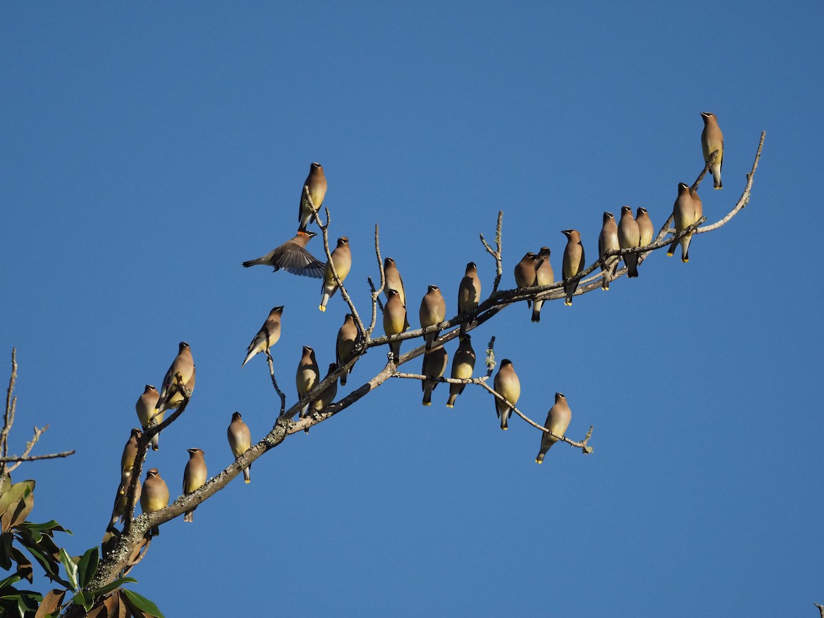 Cedar Waxwing - Yve Morrell