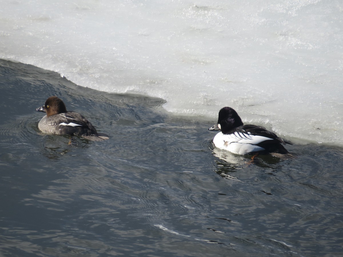 Common Goldeneye - ML531188221