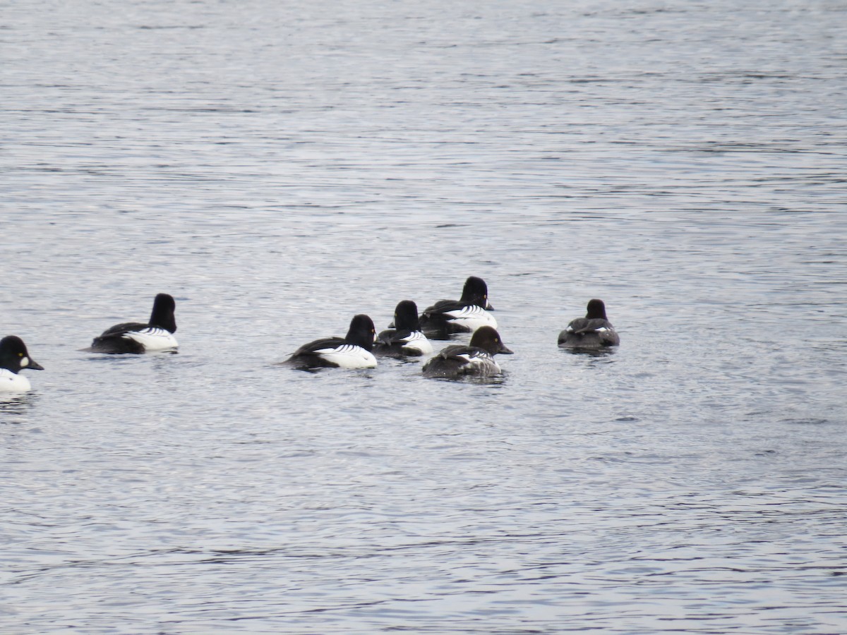 Common Goldeneye - ML531188781