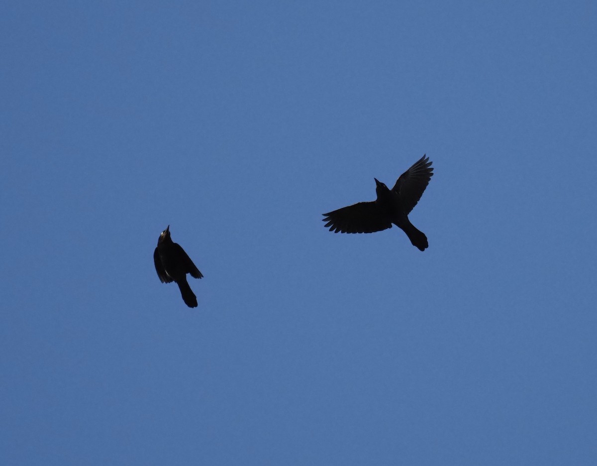 Common Grackle - Yve Morrell