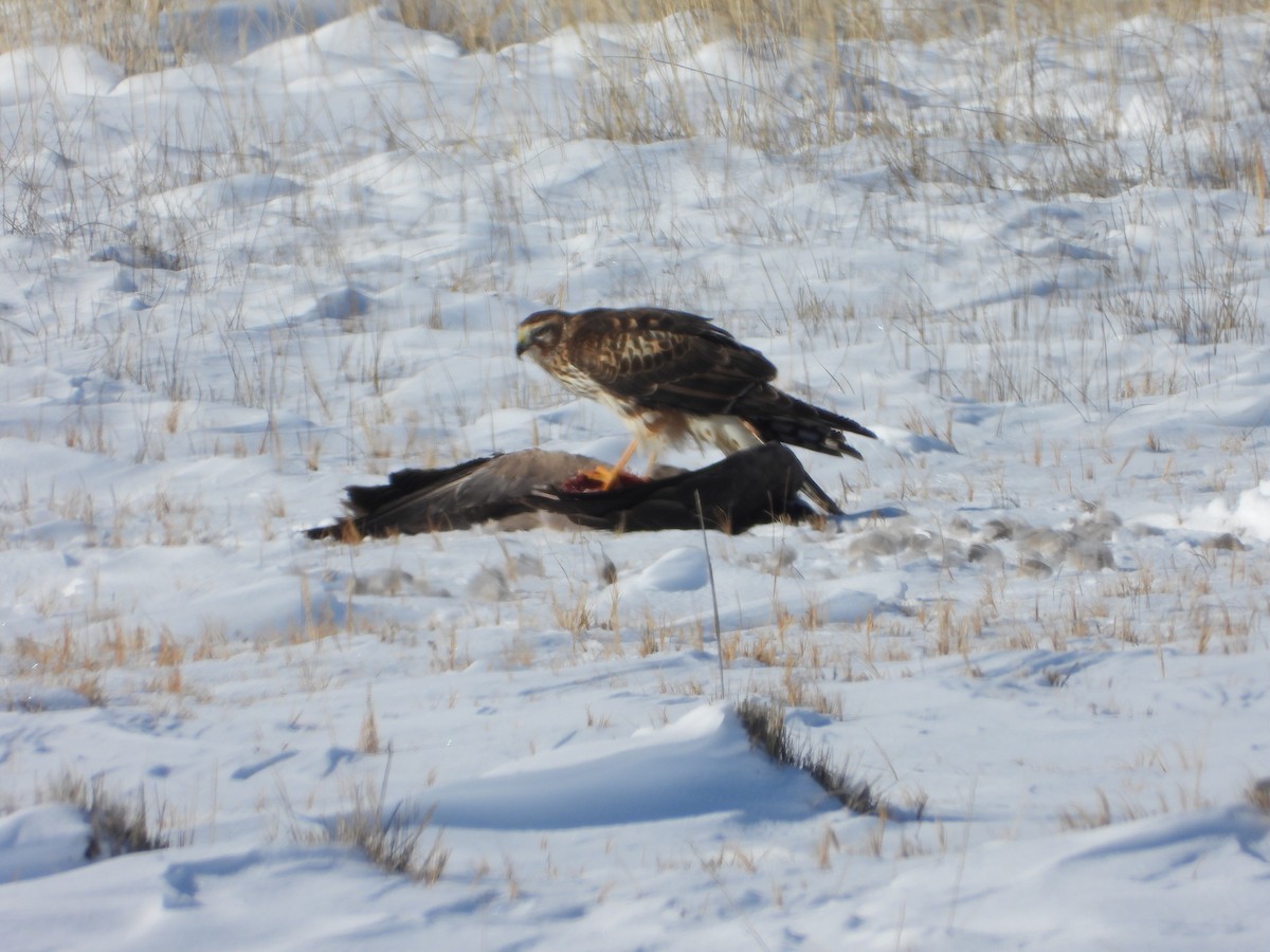 Northern Harrier - ML531189651