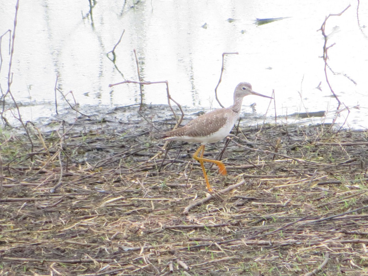 Greater Yellowlegs - ML531190191