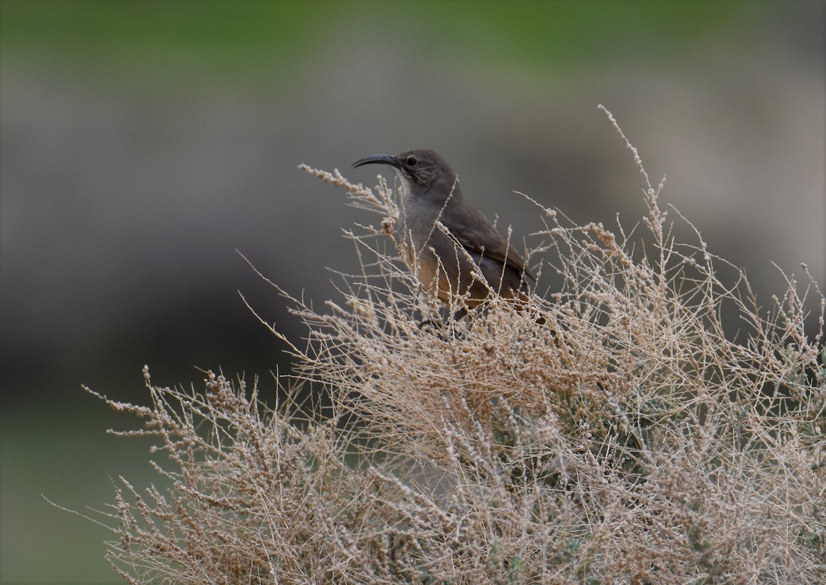 California Thrasher - ML531191551