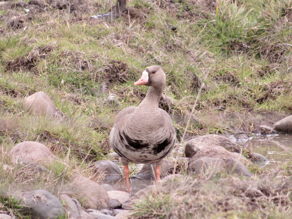 Greater White-fronted Goose - ML531191641
