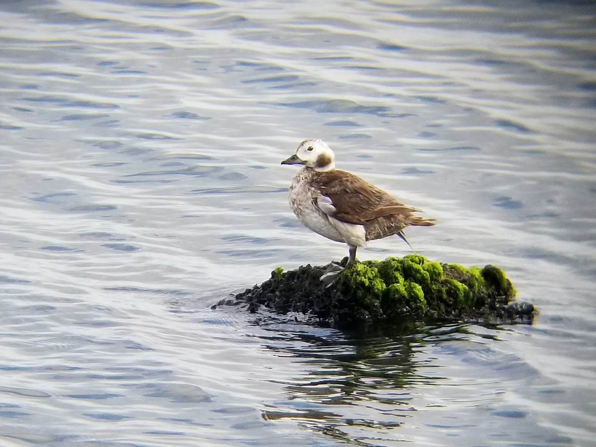 Long-tailed Duck - ML531192201