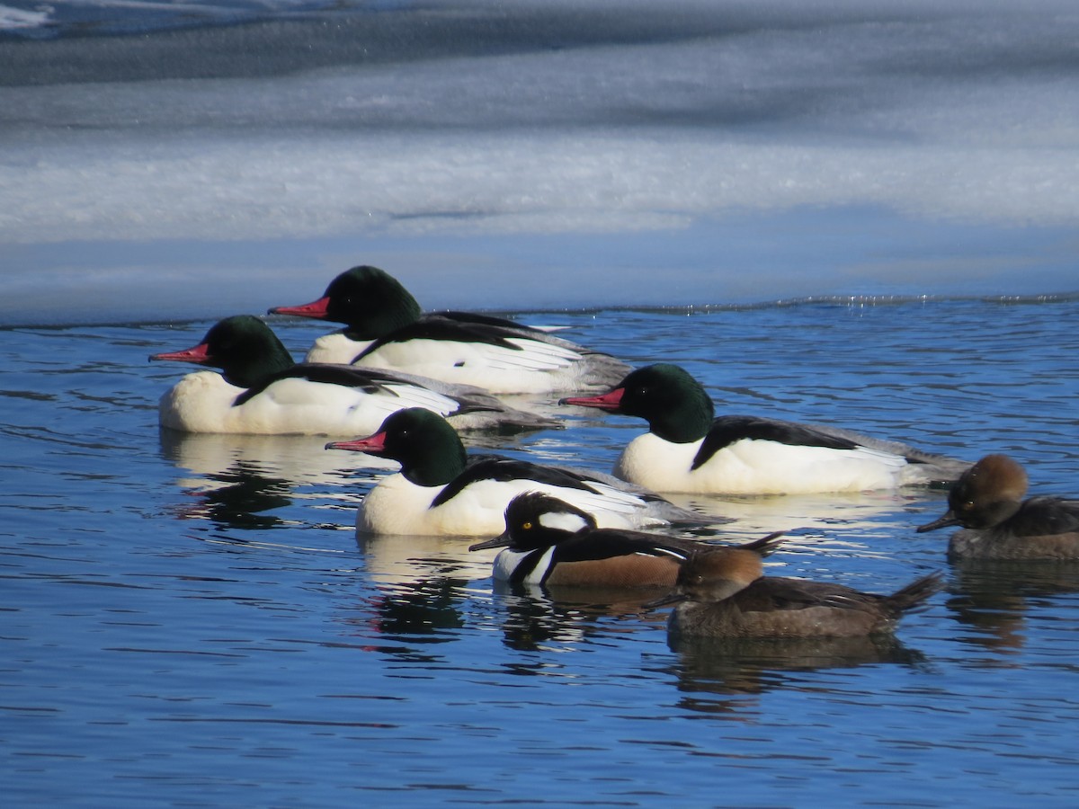 Hooded Merganser - ML531193571