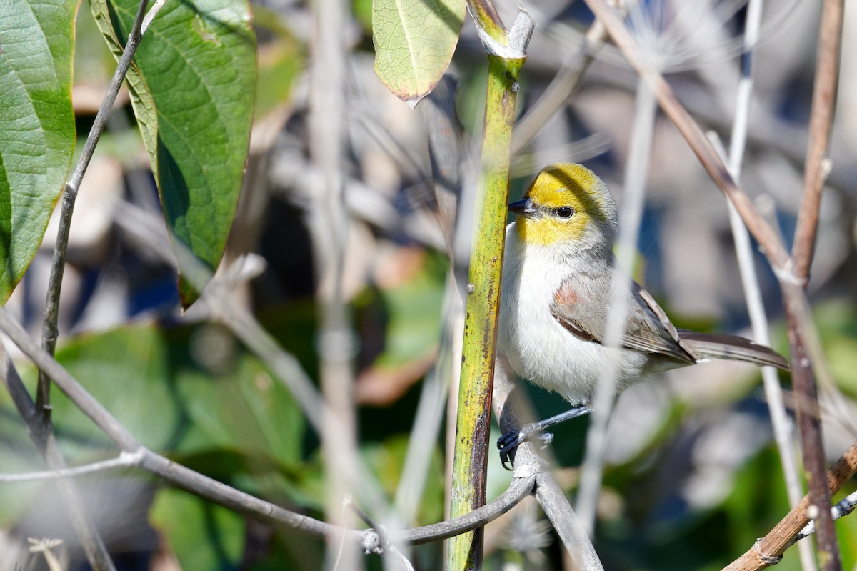 Verdin - ML531197491