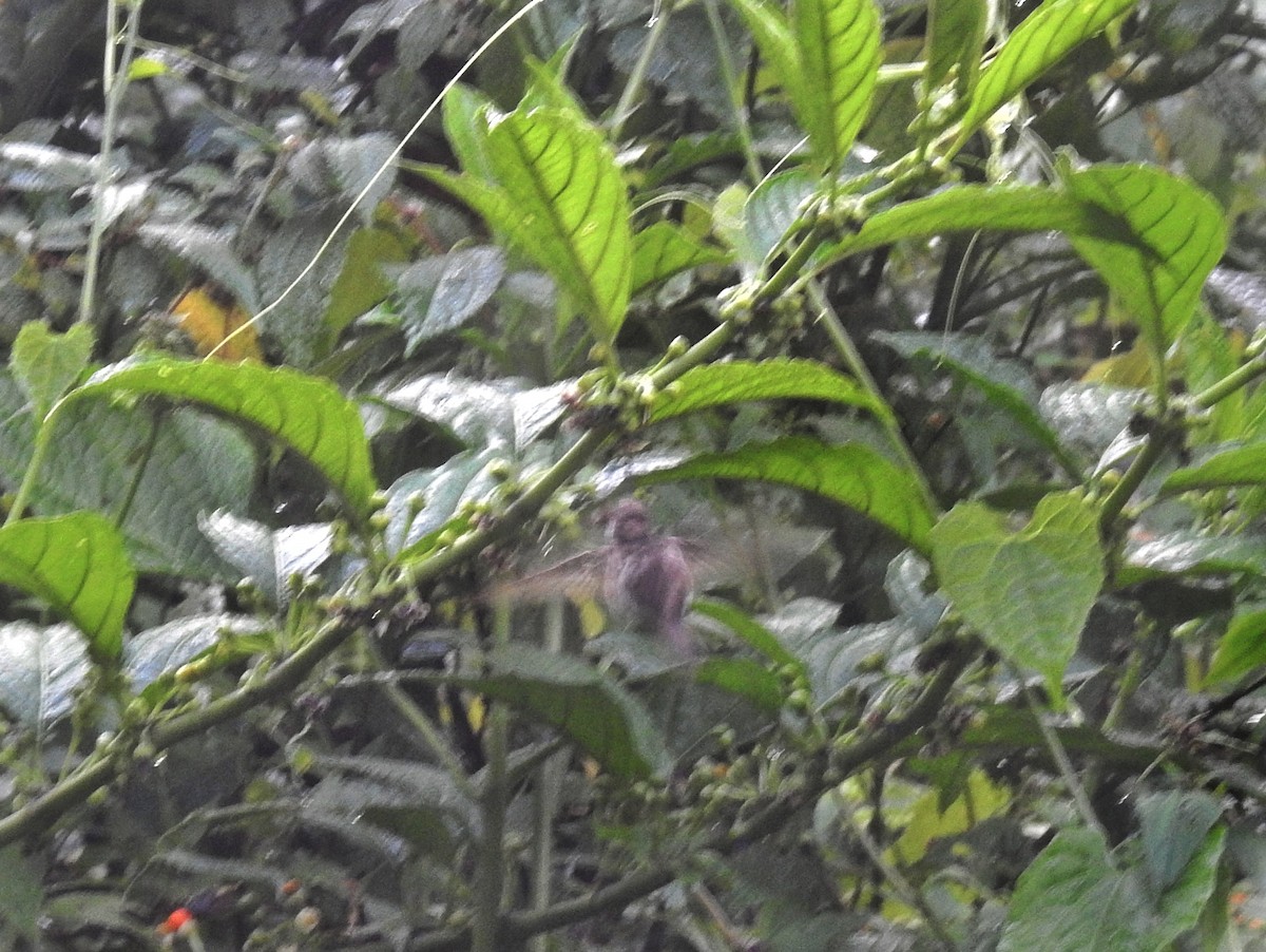 kolibřík fialovohrdlý - ML531197831