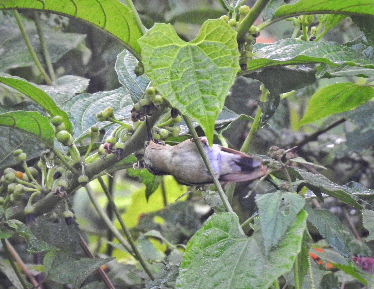 kolibřík fialovohrdlý - ML531197841