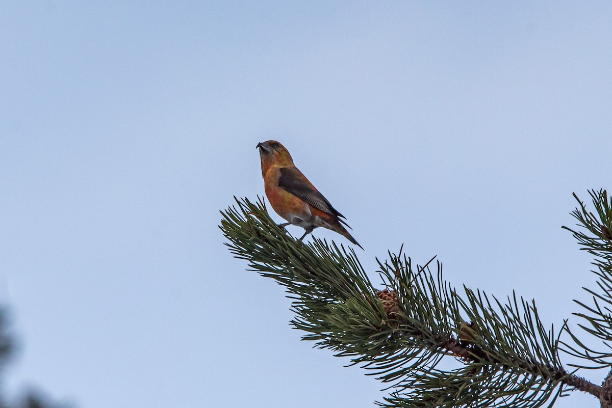 Red Crossbill - Alex Bodden