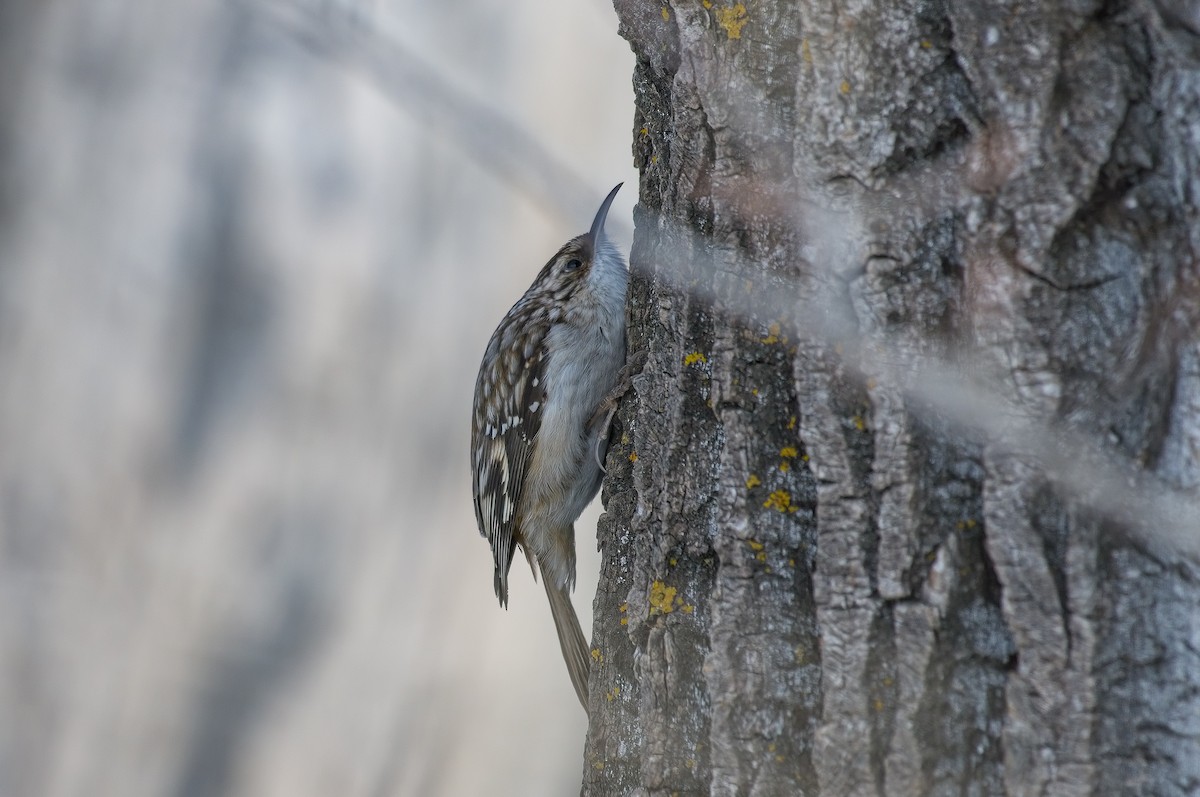 Brown Creeper - Calvin S