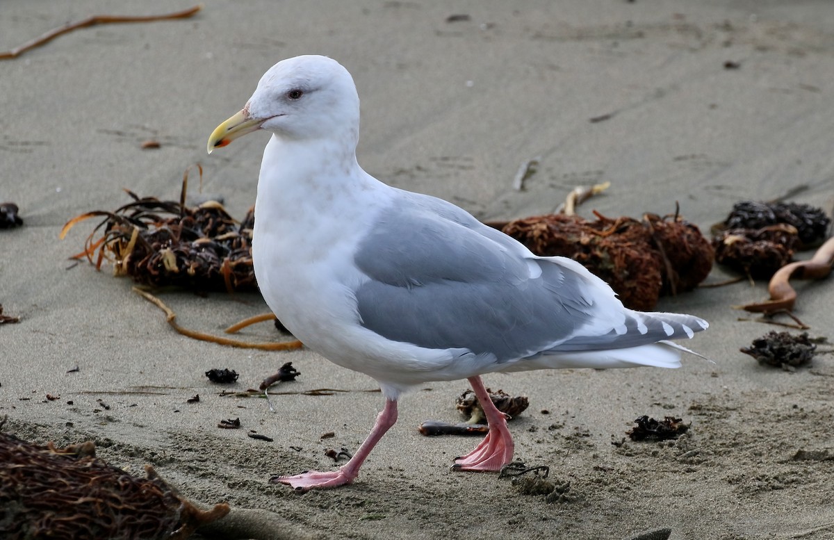 Glaucous-winged Gull - ML531201861