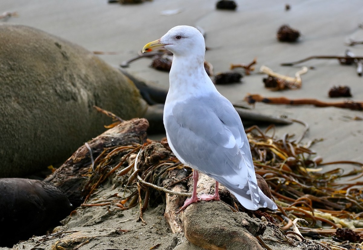 Glaucous-winged Gull - ML531201881