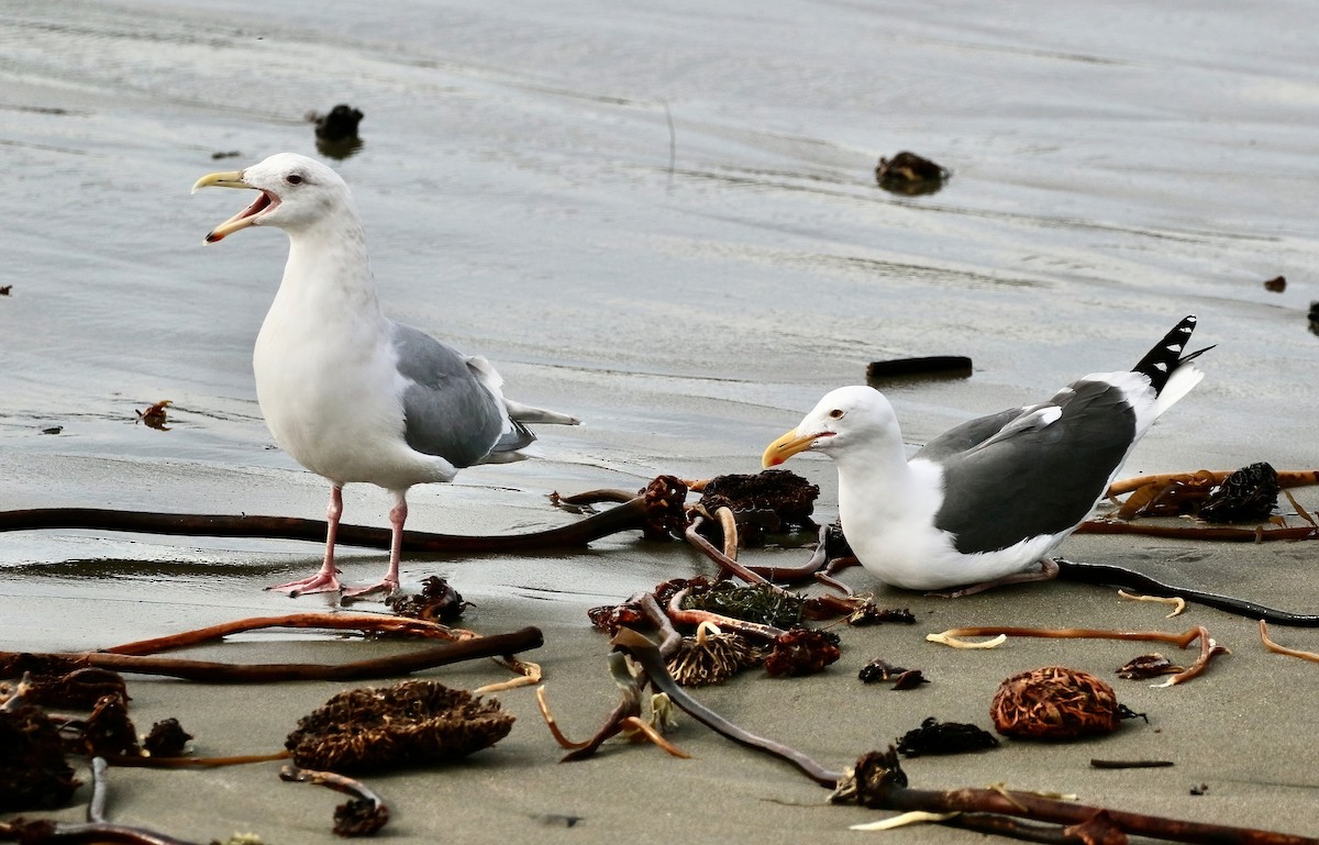 Glaucous-winged Gull - ML531201921