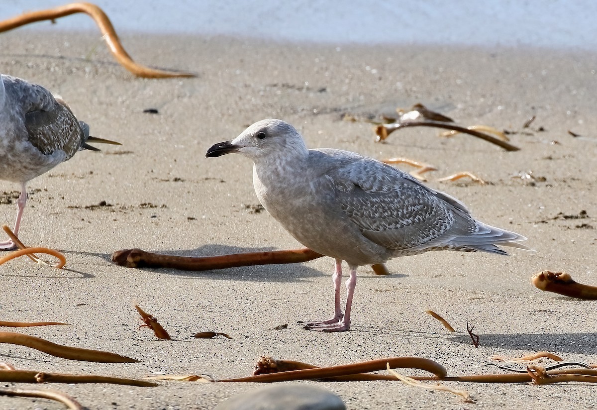 Gaviota de Bering - ML531202111