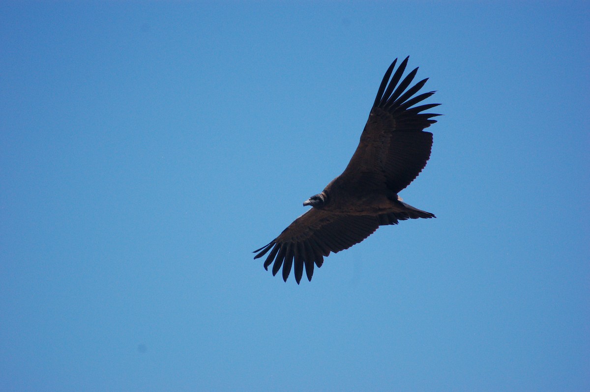 Andean Condor - ML531202171