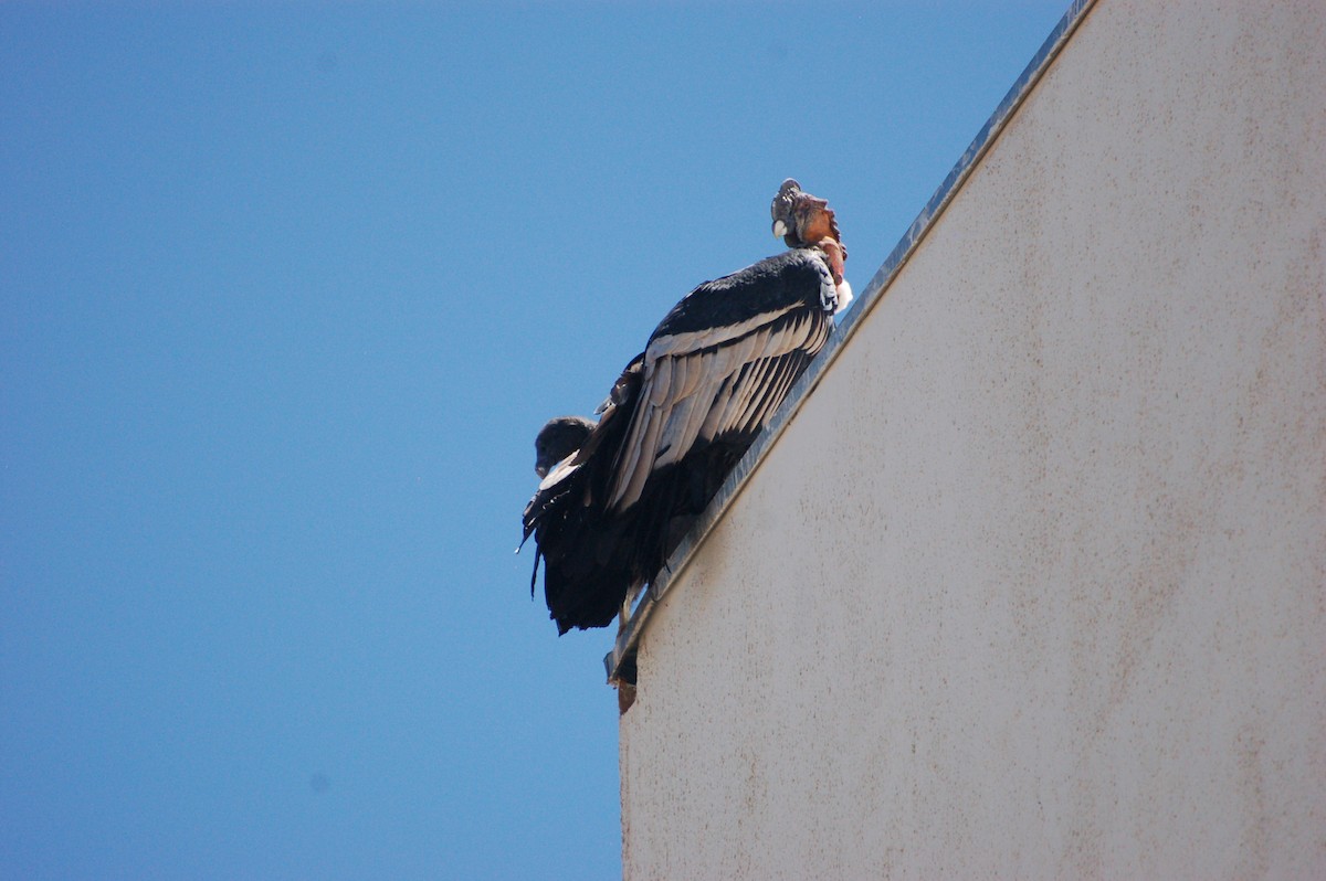 Andean Condor - ML531202181