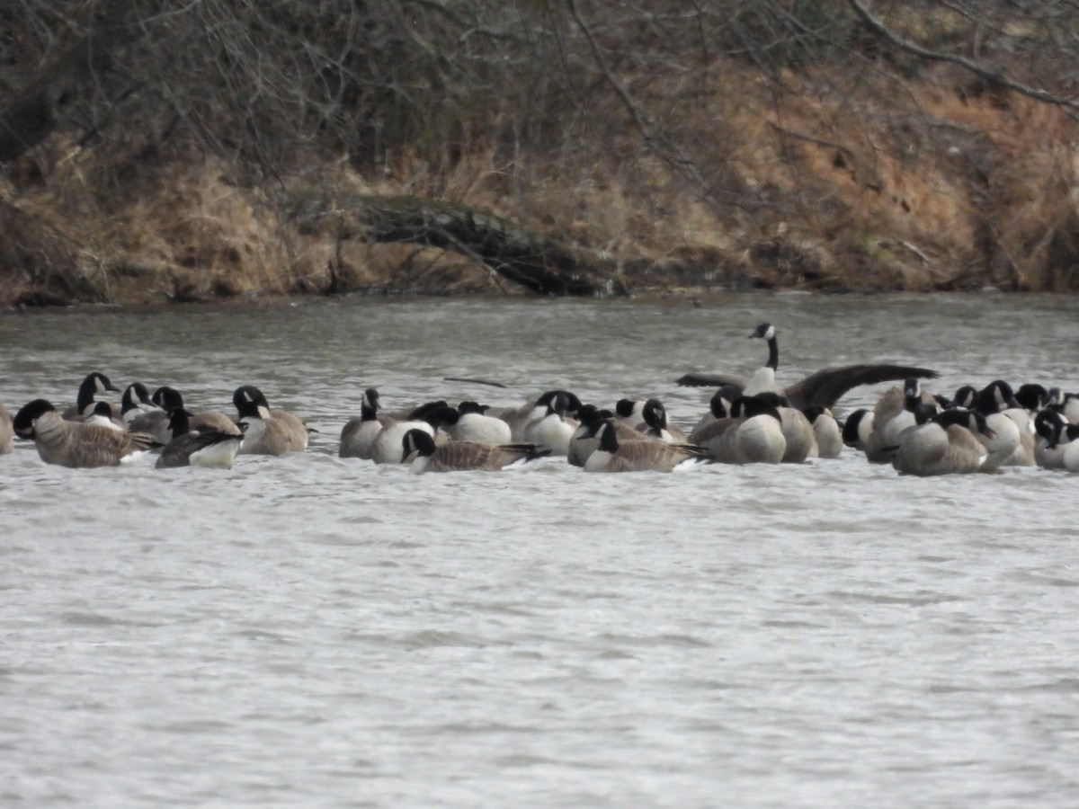 Canada Goose - ML531202681