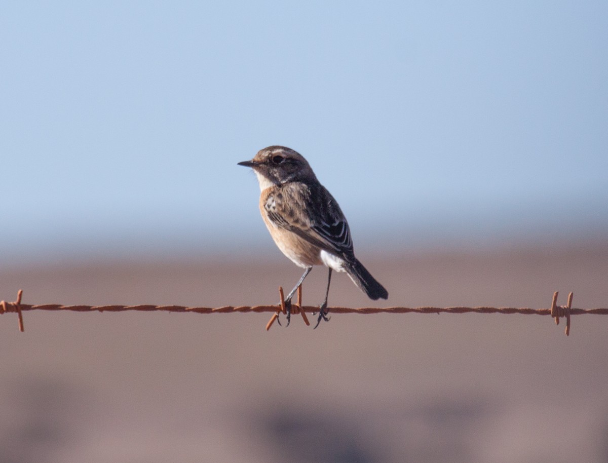 African Stonechat - ML53120281