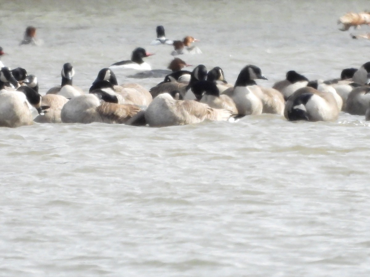 Common Merganser - Donna Ortuso