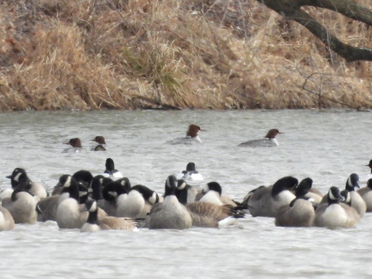 Common Merganser - Donna Ortuso