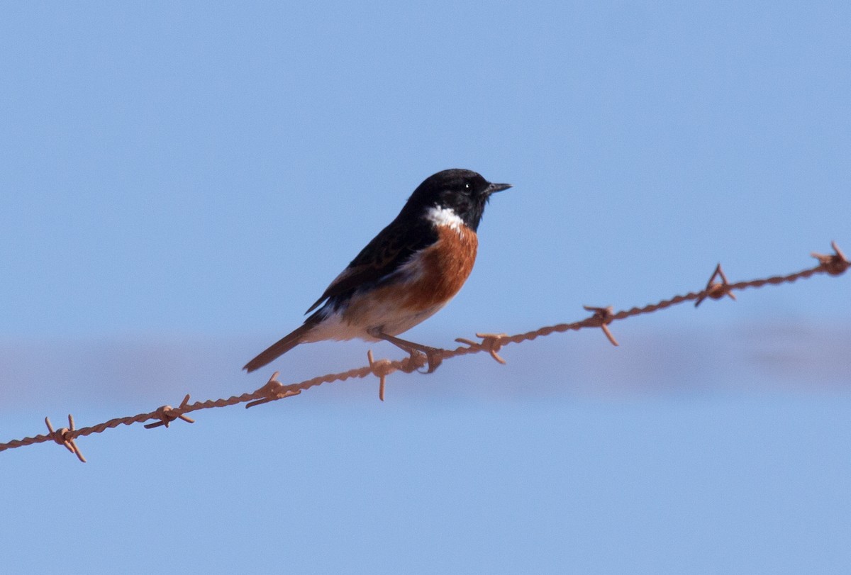 African Stonechat - ML53120301