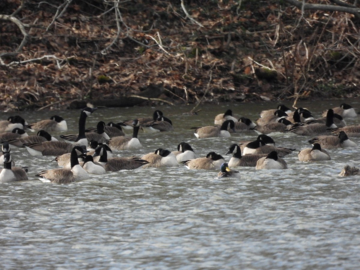 Canada Goose - ML531203051