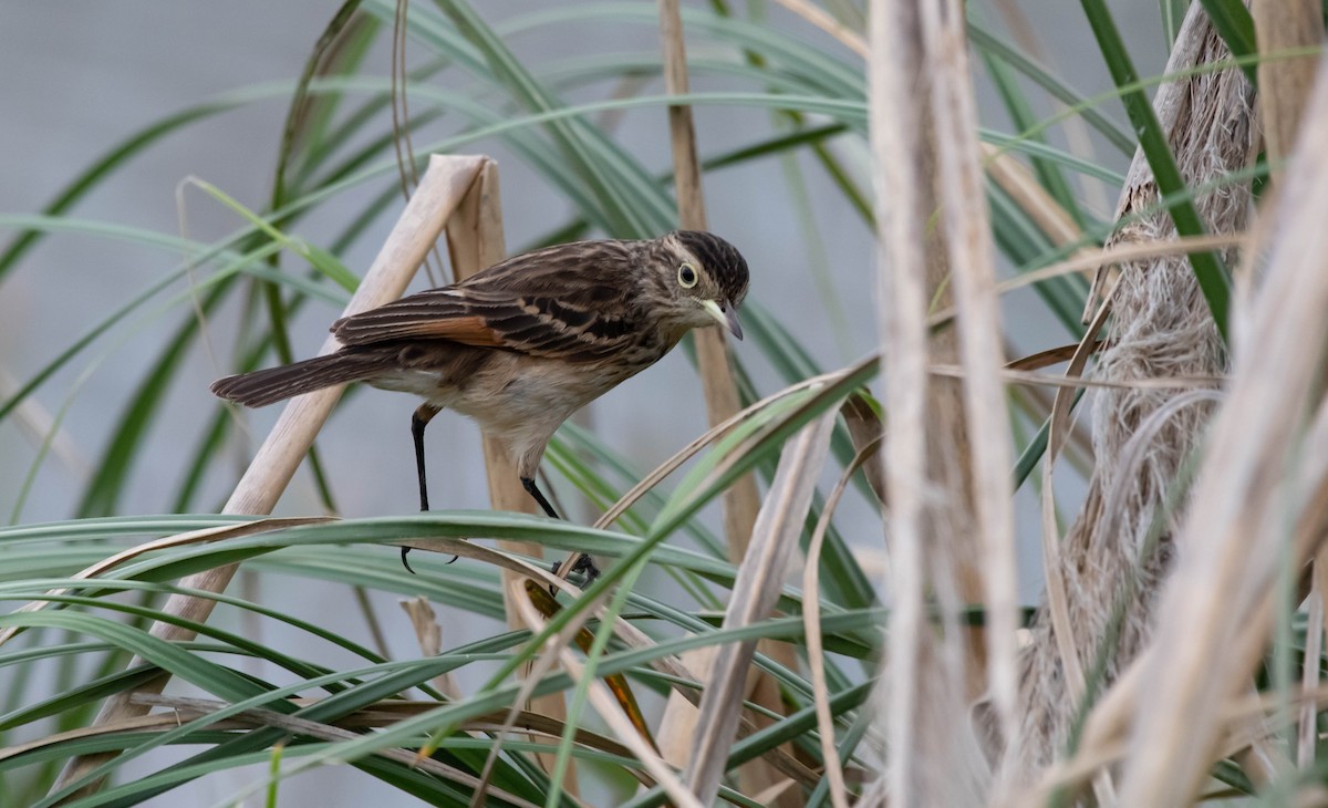 Spectacled Tyrant - ML531205401