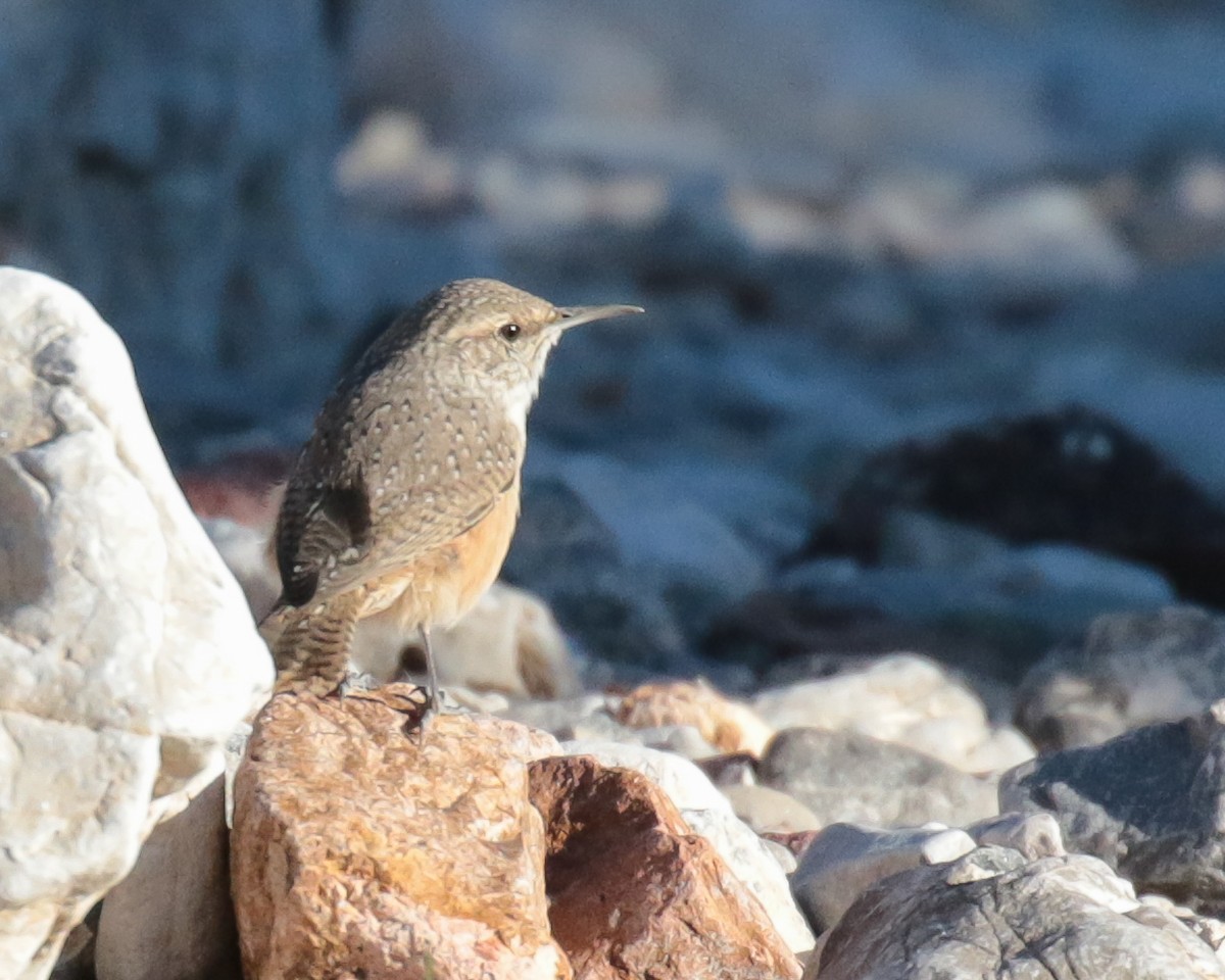 Rock Wren - ML531206031