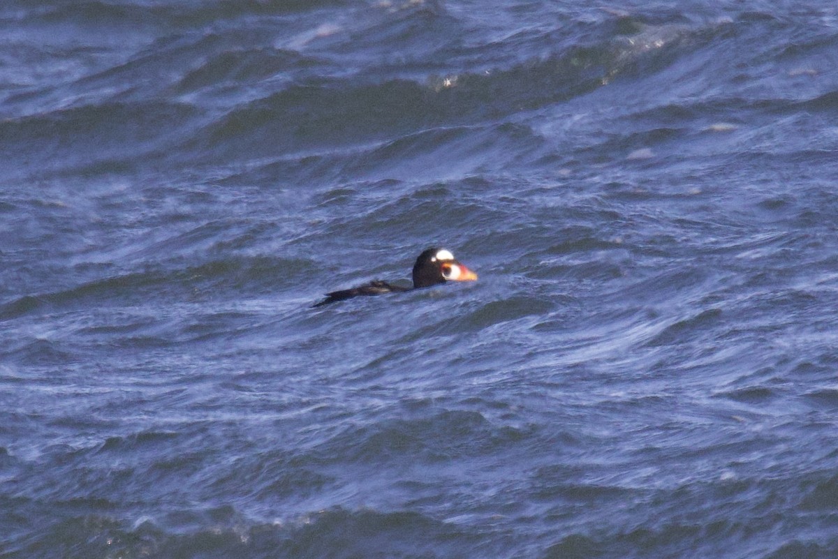 Surf Scoter - ML531206131