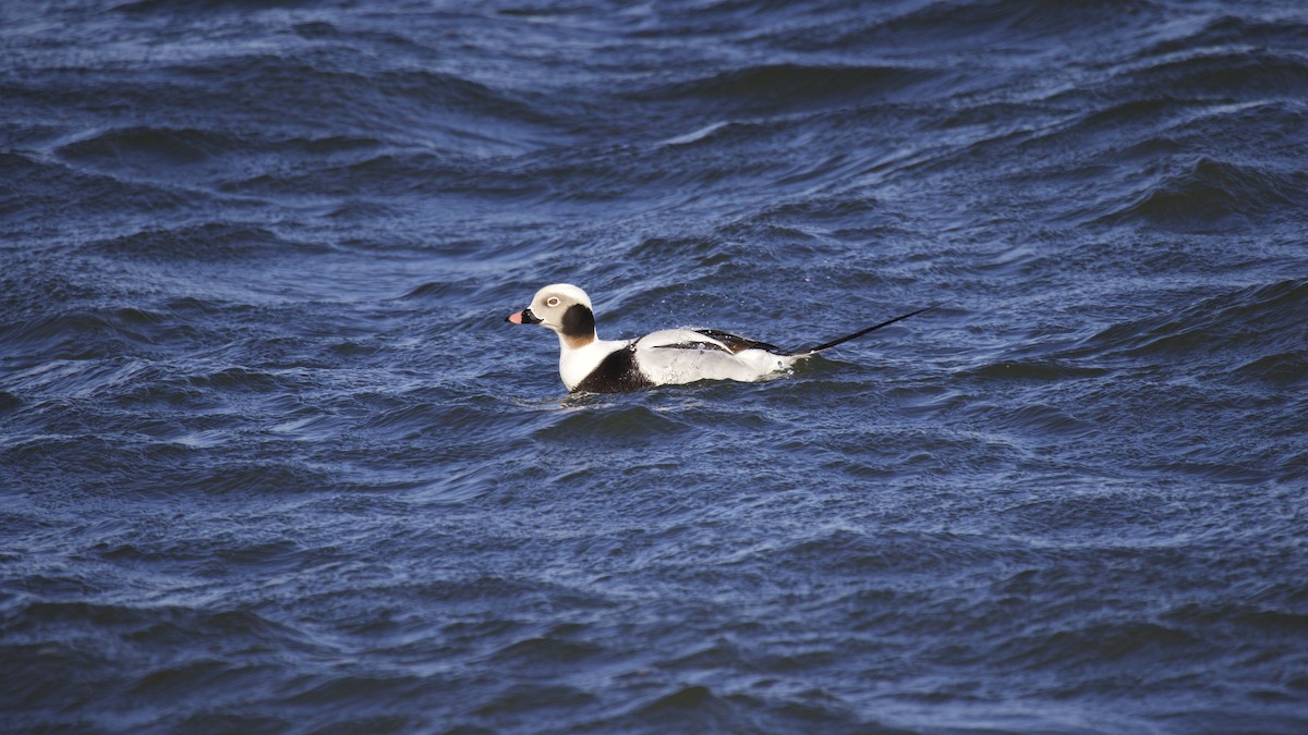 Long-tailed Duck - ML531206141