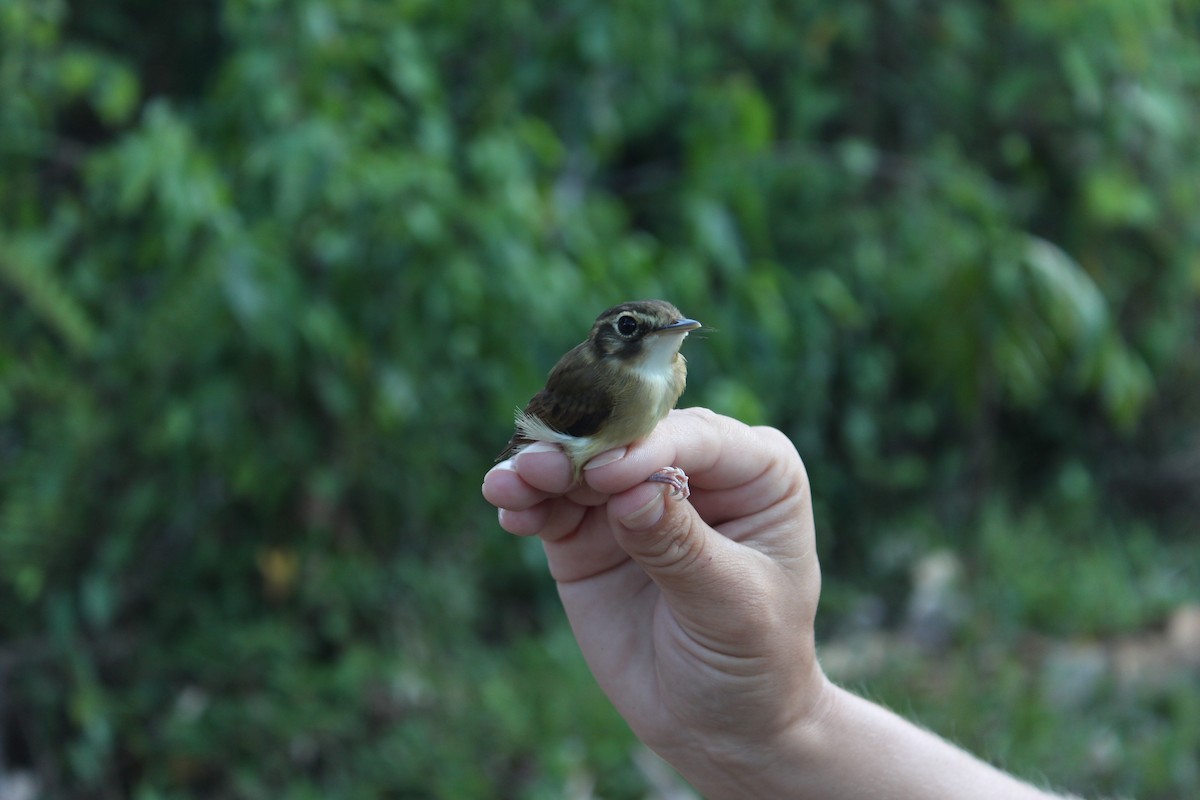 Stub-tailed Spadebill - ML531206251