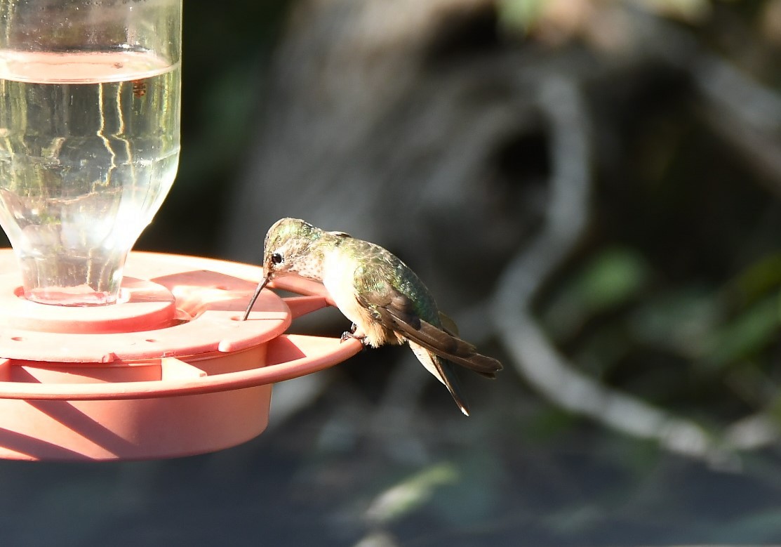 Broad-tailed Hummingbird - ML531207411