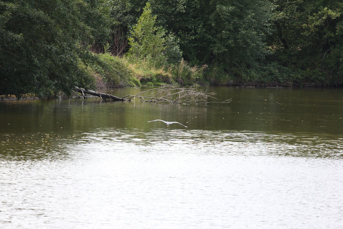 Great Blue Heron - ML531207421