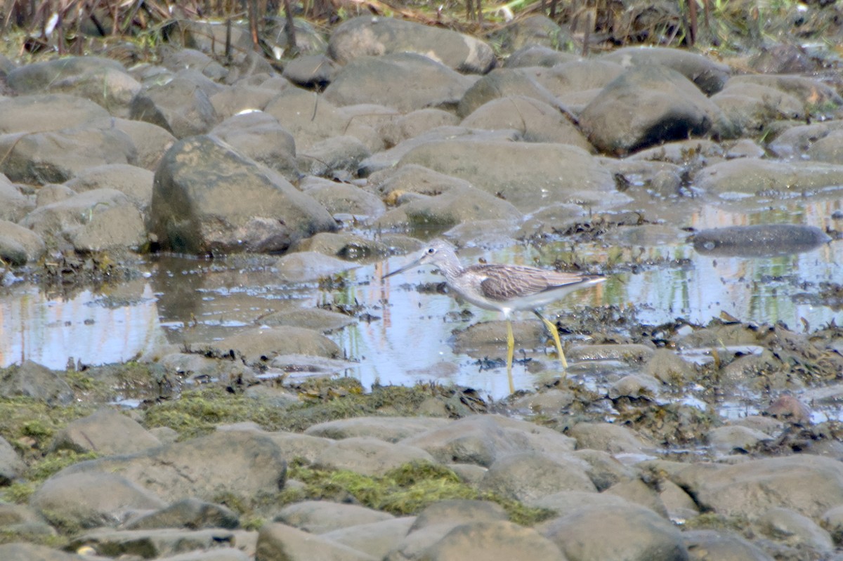 Үхэр хөгчүү - ML531208091